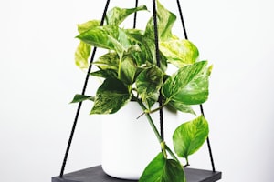 英超联赛冠军奖杯在球场中央被高举的经典瞬间